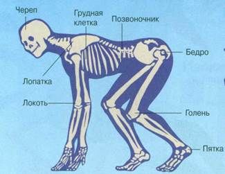 Скелет животного и человека