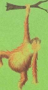 Длинноволосый орангутанг