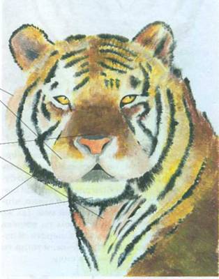Мы рисуем тигра