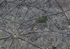 Архитектура Османа: определение элементов этого культового стиля Реконструкция Парижа бароном Османом